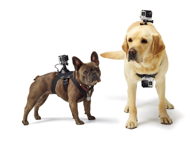 Fetch (Dog Harness)